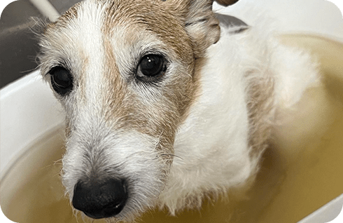 「酵素浴」イメージ