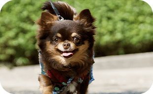 デトックス、ダイエット