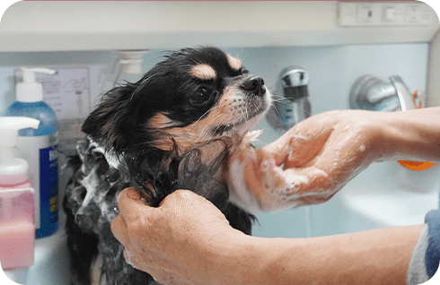 ヒューマングレードの商品だけをご用意しています