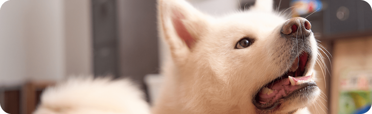 プライバシーポリシー